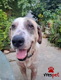 Ράτσα: Άγνωστο - Ημίαιμο | Ηλικία: 5+ | Φύλο: Αρσενικό | Αρ. Microchip: - | Ημίαιμο | Περιοχή: Νέα Σμύρνη, Αττική